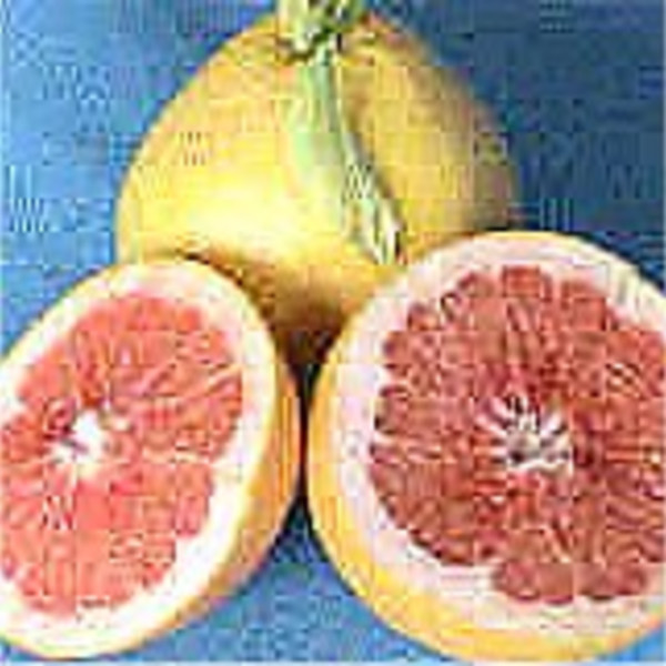 Ruby Red Grapefruit - Fresh