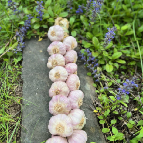 Garlic Braids 10, 15, or 25 bulbs
