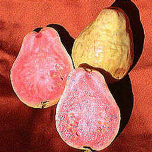 Hawaiian Guava
