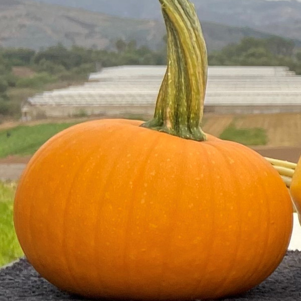 Pumpkins, Sugar Pie