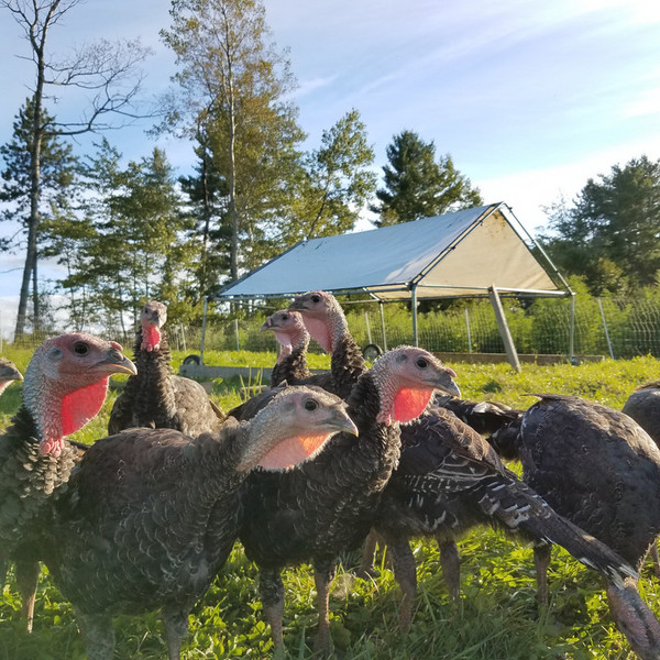 Ground Turkey