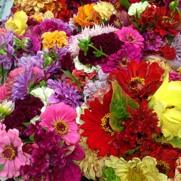 Cut Flowers