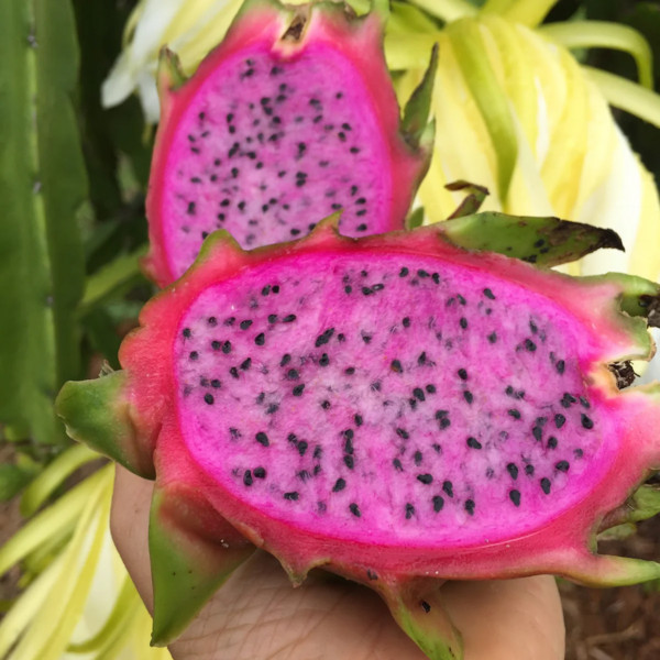 Red Dragon Fruit (Pitaya)
