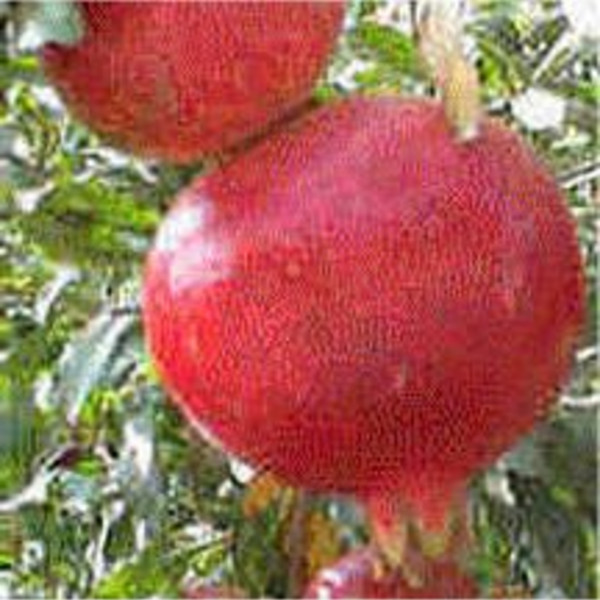Red Pomegranates