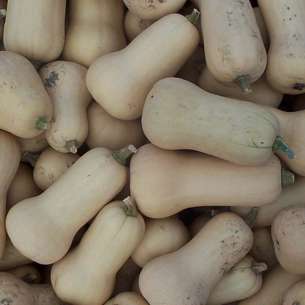 Butternut Squash