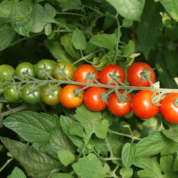 2026 Peak Season Share