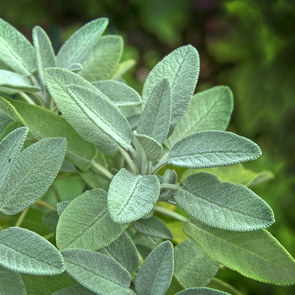 Sage