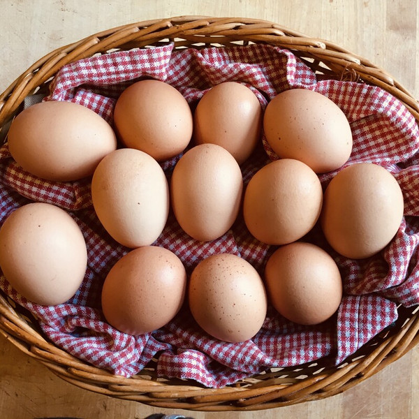 Bi-Weekly Summer Egg Share