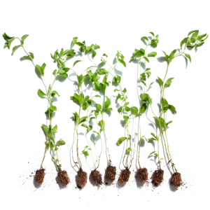 Live Plants