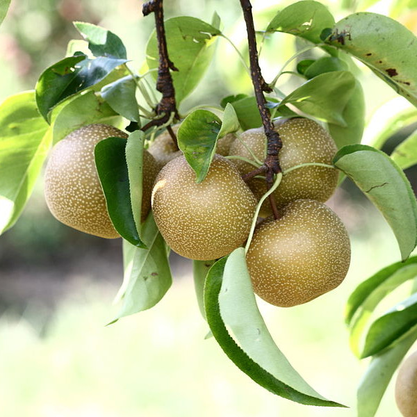 Asian Pears
