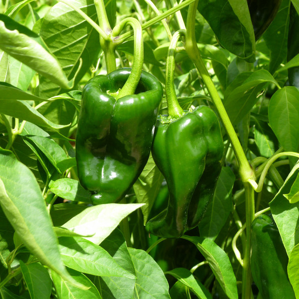 Pepper- Poblano