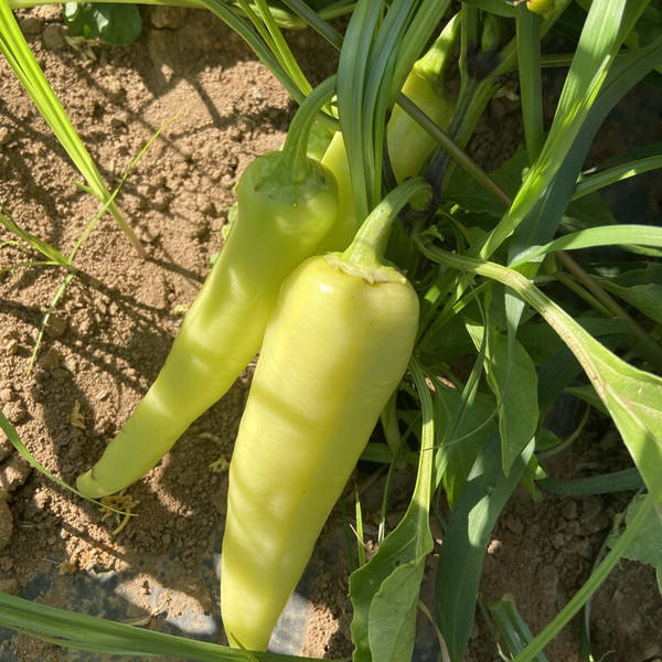 Peppers, Banana