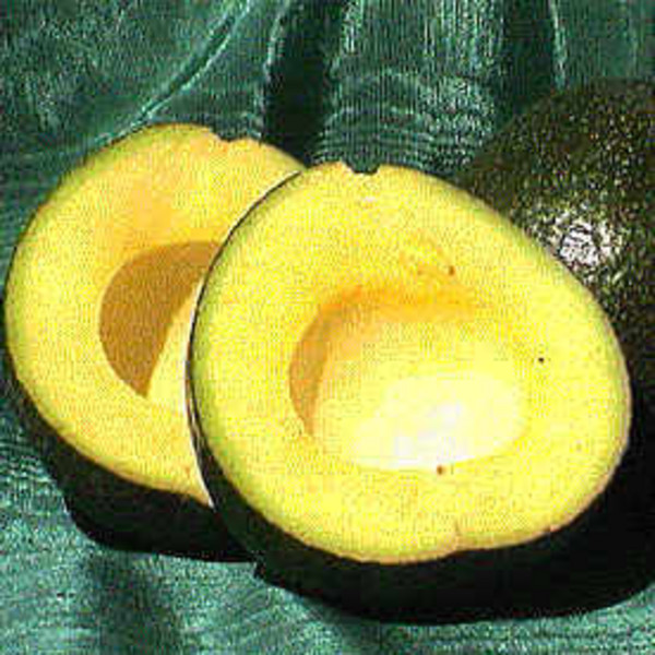 Reed Avocados