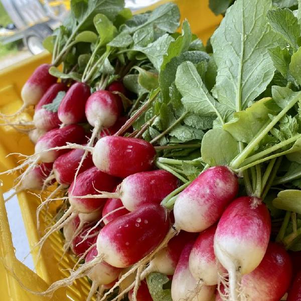 2026 Small Veggie Share