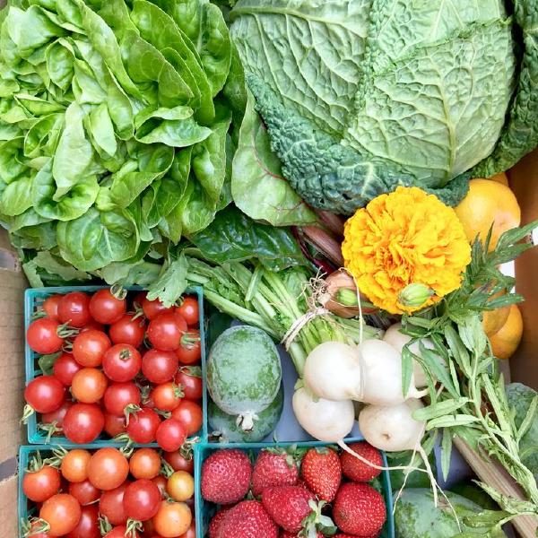 2026 Spring CSA Share