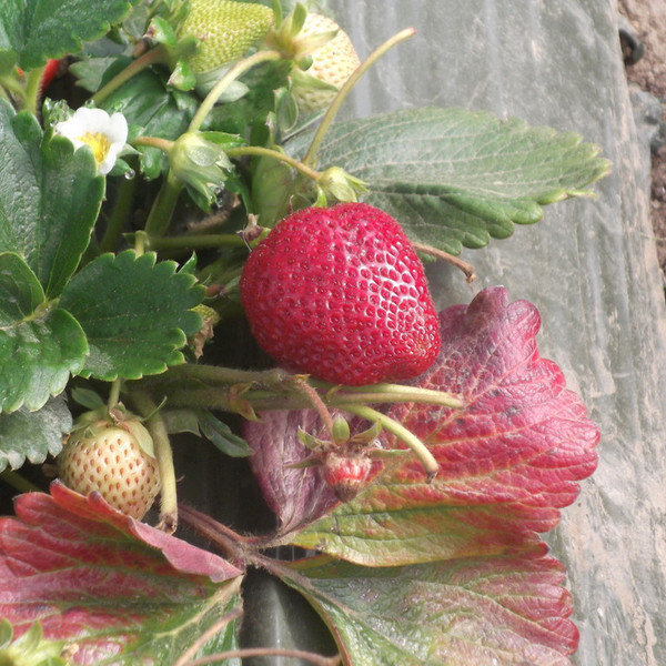 Add On Fruit