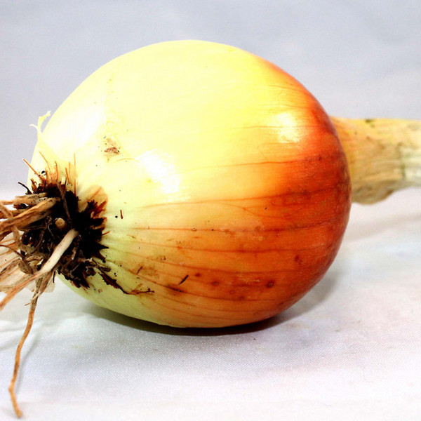 Certified Organic Alliums