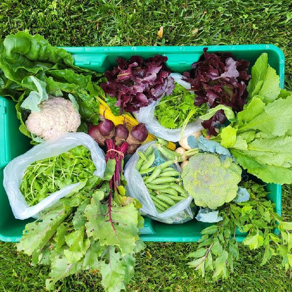 2025 Regenerative Vegetable Share