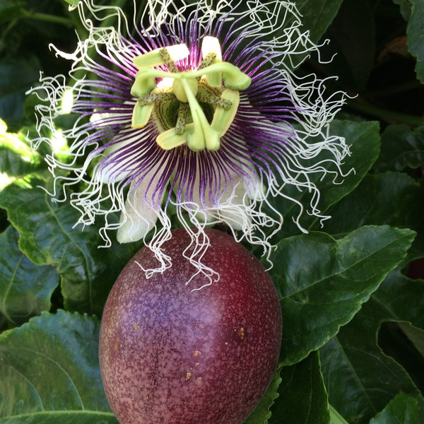 Fresh Purple (Shrivel) Passion Fruits