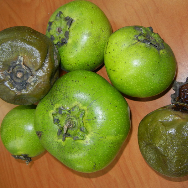 Black Sapote *Pre-Order*