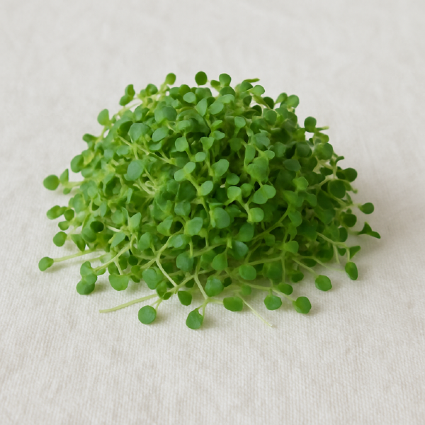 Broccoli Sprouts