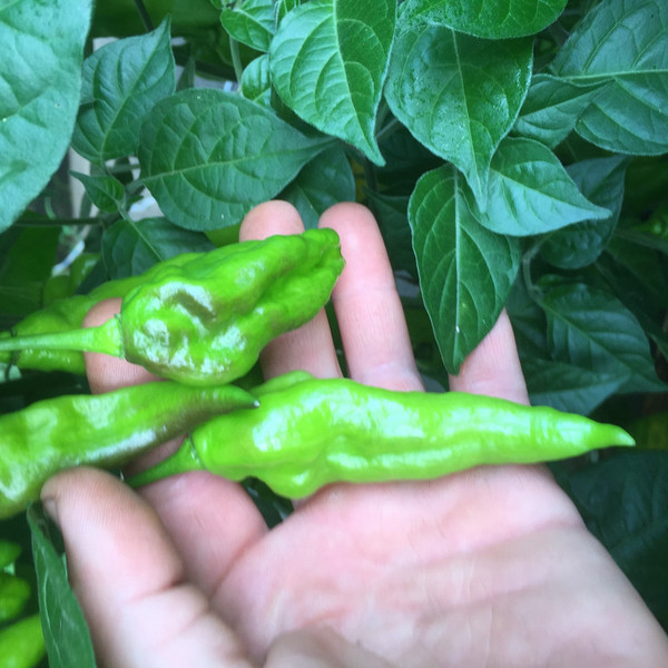 Certified Organic Peppers