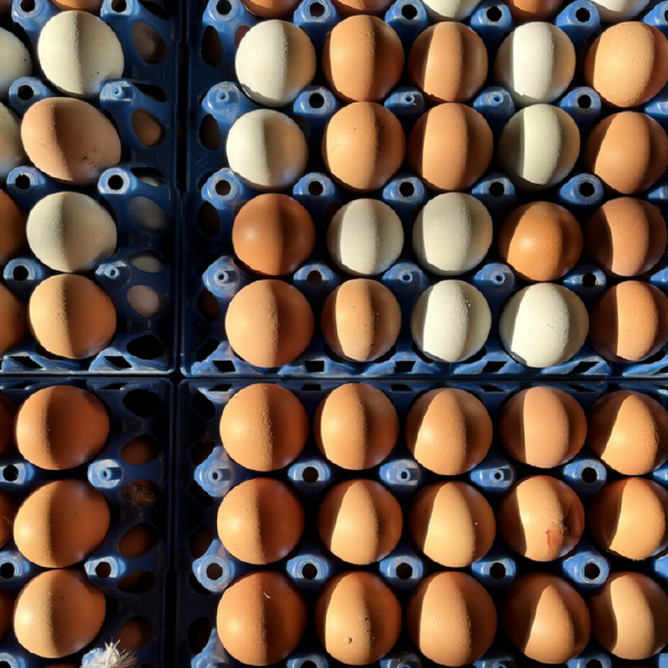 Egg Share 2026