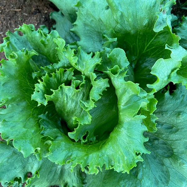 Lettuce, Iceberg