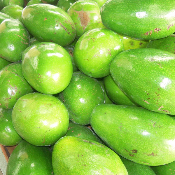 Avocado