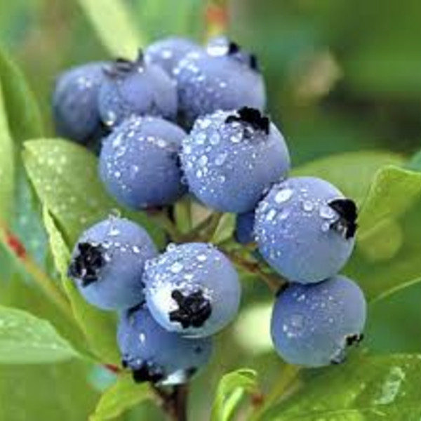 Fresh Fruit Jam