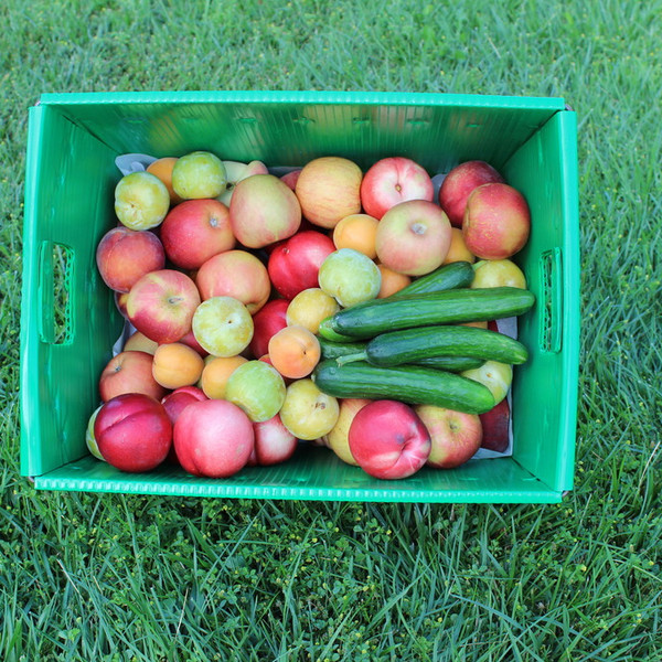 Fruits (Up to 75 Pieces)