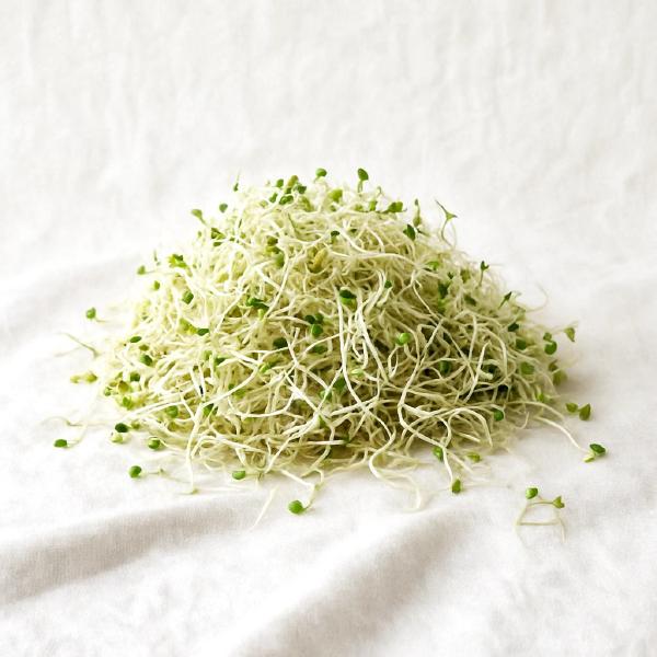 Alfalfa Sprouts
