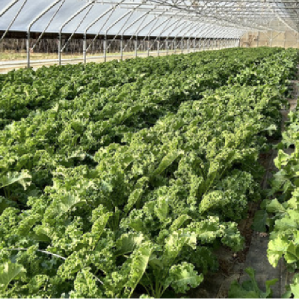 2026 Spring Season EXTRA Greens Add-On