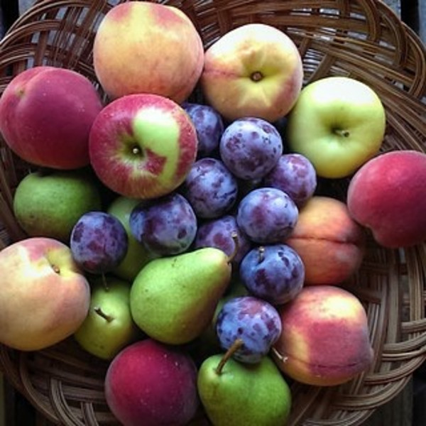Fruit Subscription, North Star Orchards