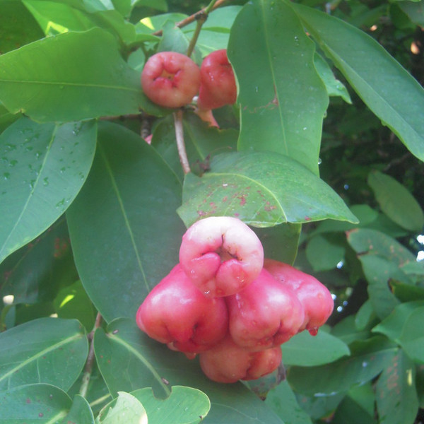 Water Apple *Pre-Order*