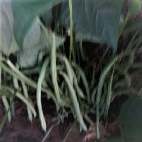 Green Beans