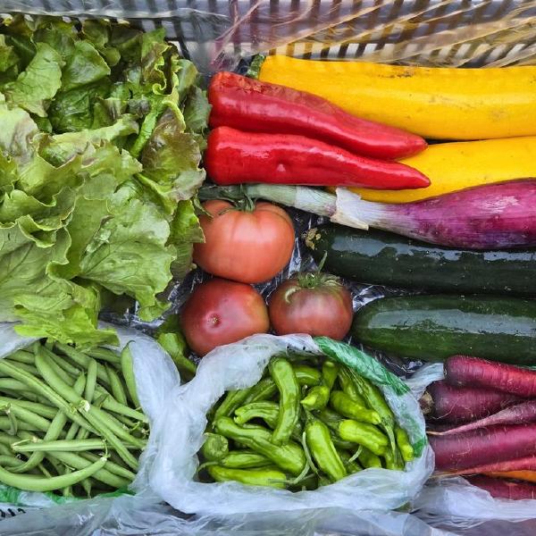 2026 Summer Farmers Choice