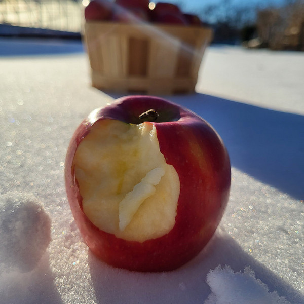 February Winter Apple Pick Up