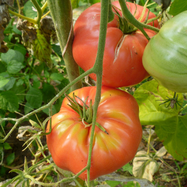 Heirloom Tomato- German Johnson