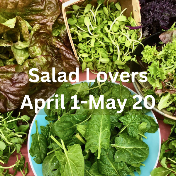 Salad Lovers 2026