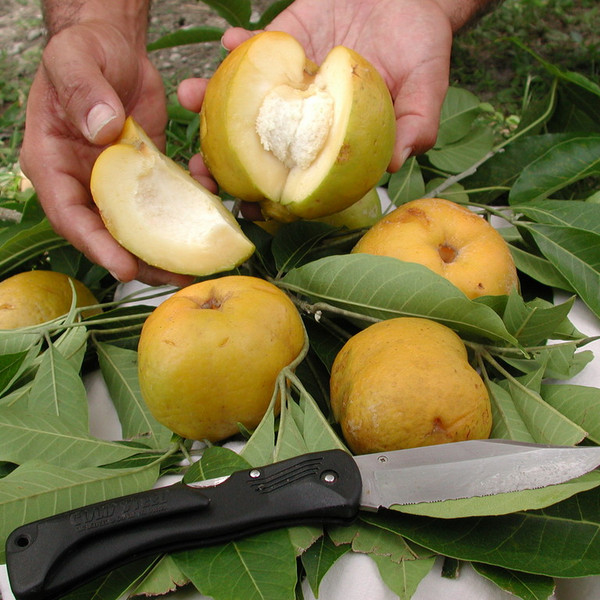 White Sapote *Pre-Order*