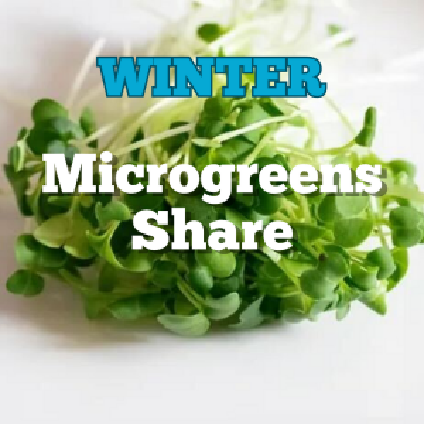 2025-2026 Winter Microgreens Share