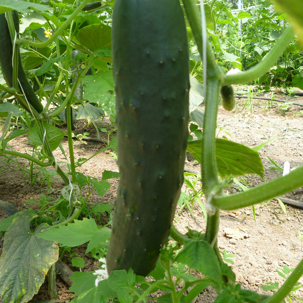 Cucumber