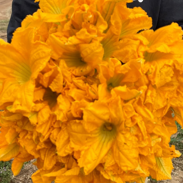Squash Blossoms
