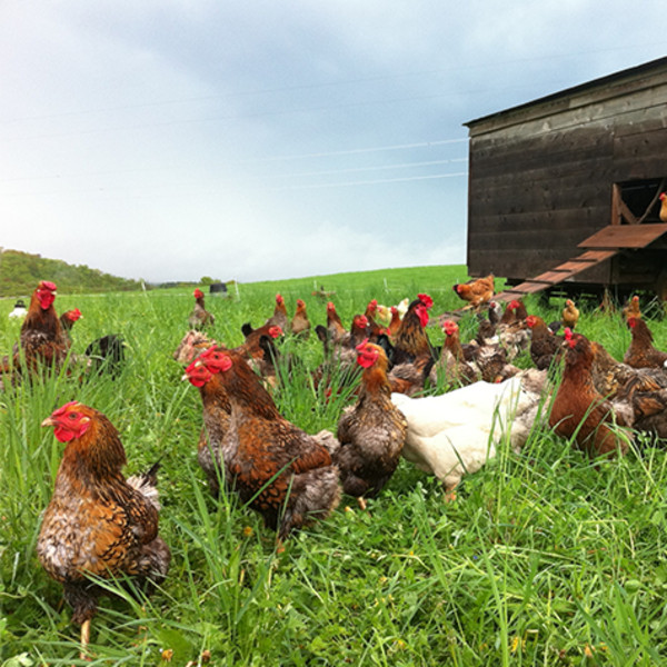 Eggs (Organic)