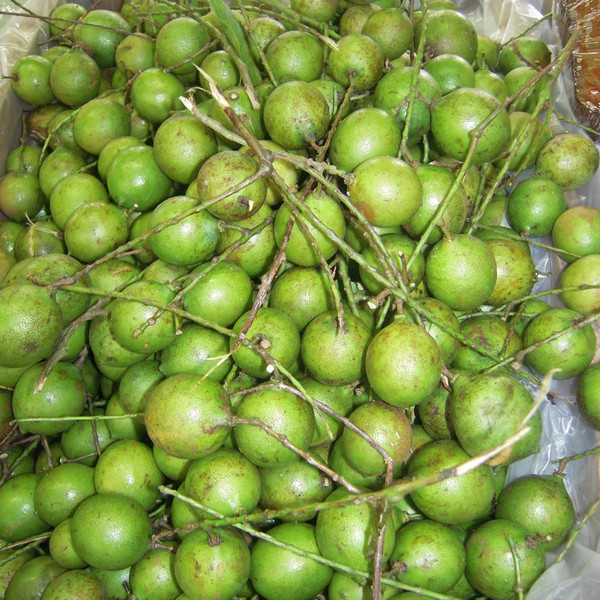 Spanish Lime *Pre-Order*