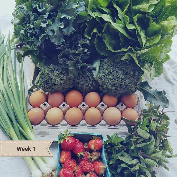 Tuesday Farm Share