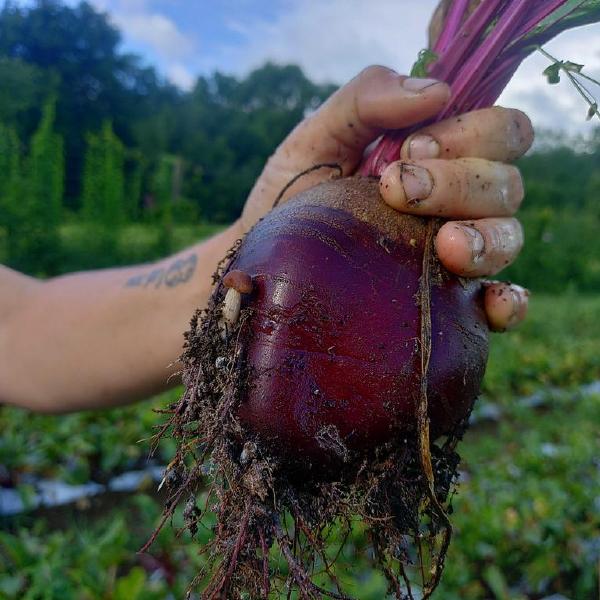 2026 CSA: Half Share, Sept-Nov