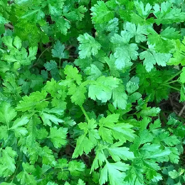 Parsley