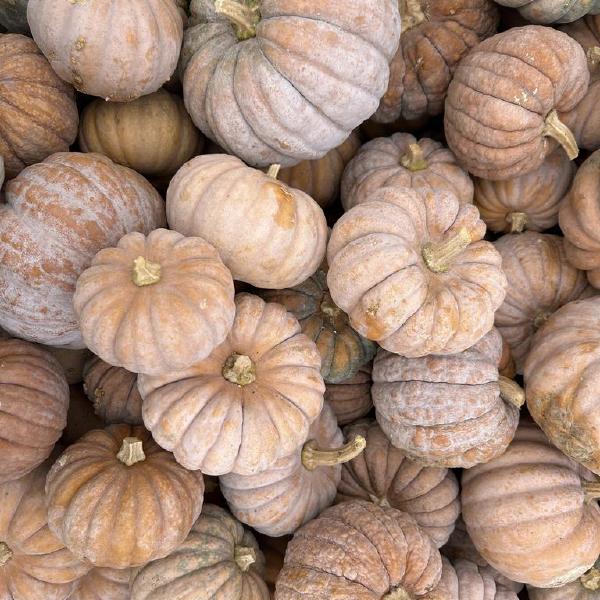 2026 CSA: Whole Share, Sept-Nov